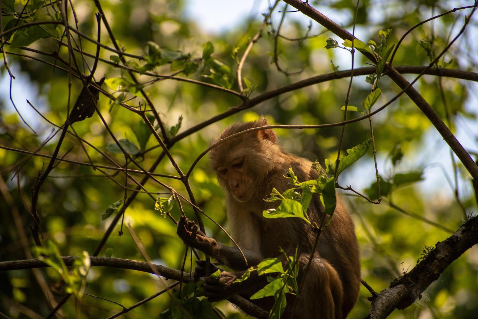 Hotel Tree Tops- A Serene Friendly Hotel In Sauraha Chitwan Exteriör bild